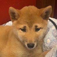 Shiba inu 2 mesi