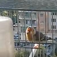 Incardellato