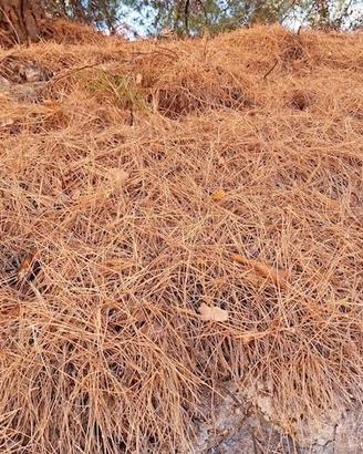 Aghi di  pino Siciliani