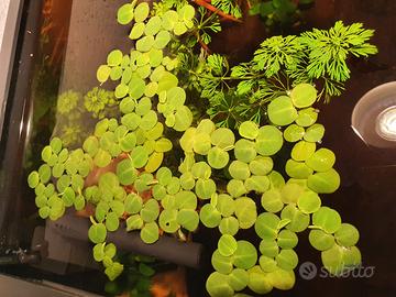 Phyllanthus fluitans