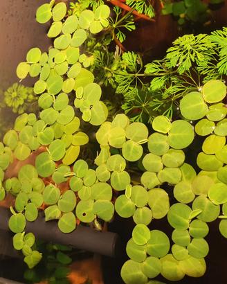 Phyllanthus fluitans