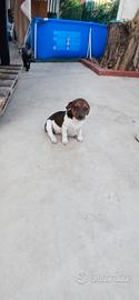 Jack russell nana zampa corta