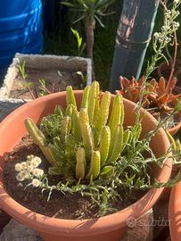 piante varie