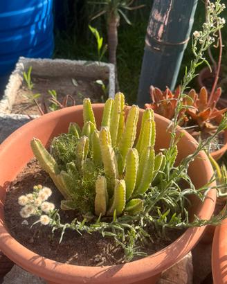 piante varie