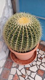Cactus del barile d'oro