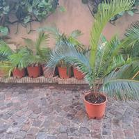 Cycas revoluta 10 €