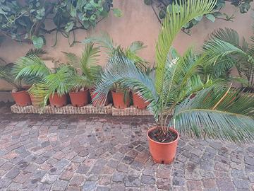 Cycas revoluta 10 €
