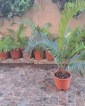 Cycas revoluta 10 €