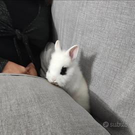 Coniglio nano testa di leone