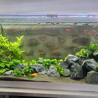 acquario 100l 