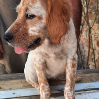 Cuccioli setter inglese