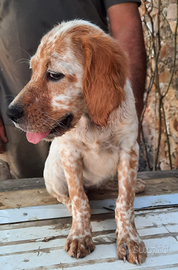 Cuccioli setter inglese