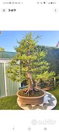 bonsai cipresso calvo  taxodium disthichum