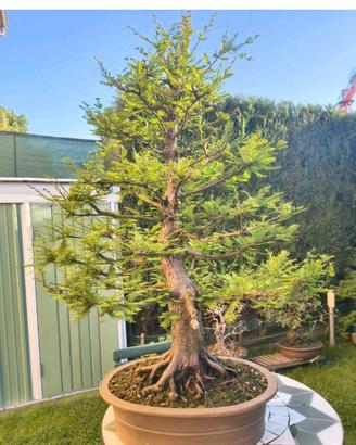 bonsai cipresso calvo  taxodium disthichum
