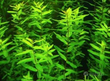 Ampullarie neocaridine piante