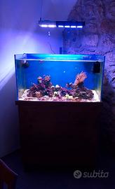 Acquario marino