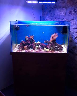 Acquario marino