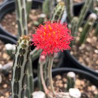 Senecio stapeliformis