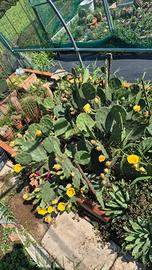Opuntia sp.