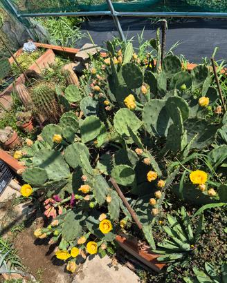 Opuntia sp.