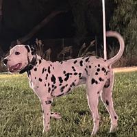 Disponibile Dalmata maschio x monta