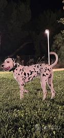 Disponibile Dalmata maschio x monta