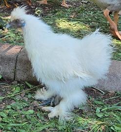 gallo  moroseta 3 mesi