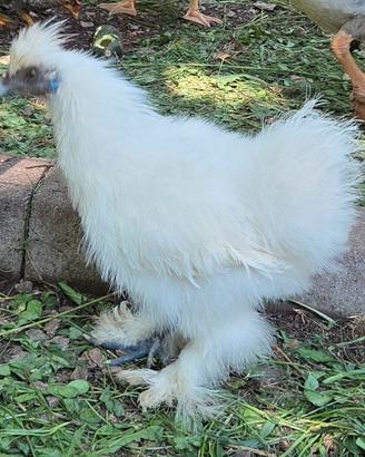 gallo  moroseta 3 mesi