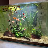 Acquario acqua dolce completo