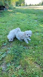 Benny e Brian