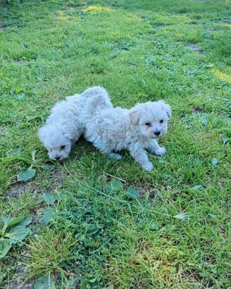 Benny e Brian