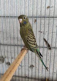 Cocorite faccia nera(black face)