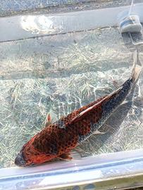 Carpa koi ochiba shigure