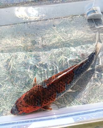 Carpa koi ochiba shigure