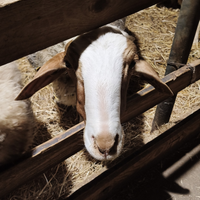 Montone Comisano iscritto