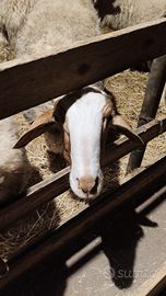 Montone Comisano iscritto