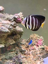 Acquario pesci marini