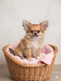 Chihuahua pelo lungo femminuccia