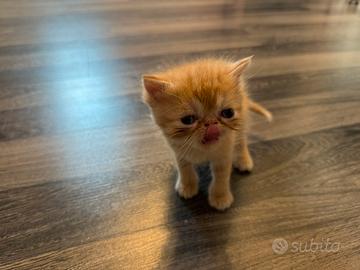 Gattini di tipo persiani