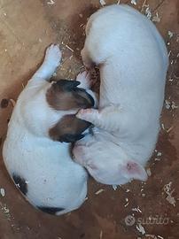 Cuccioli di jack russel
