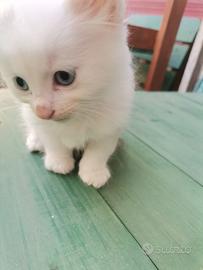 Gattino bianco