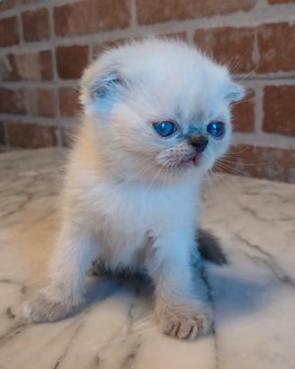 Scottish Fold (simile) Maschio Blue Point
