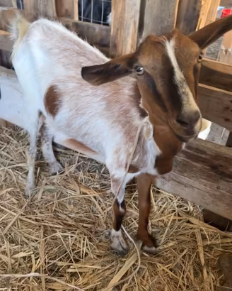 Capra