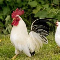 Galline chabo nagasaky