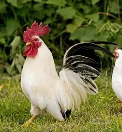 Galline chabo nagasaky