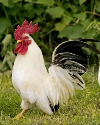 Galline chabo nagasaky