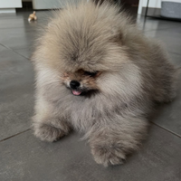 Volpini pomerania toy