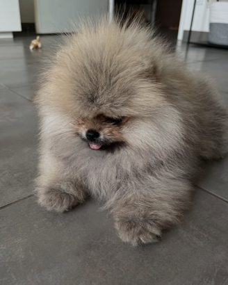 Volpini pomerania toy