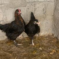 Galline