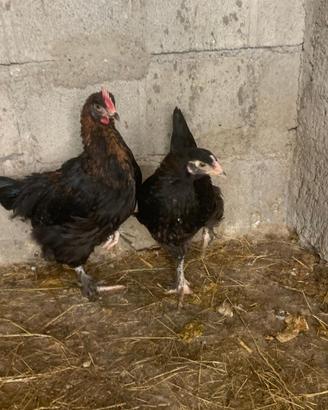 Galline